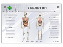 Электрифицированный стенд-тренажер "Скелетон" - «globural.ru» - Сочи