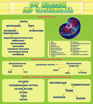 Стенд "От клетки до организма" - «globural.ru» - Сочи