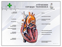 Стенд "Строение сердца человека" - «globural.ru» - Сочи