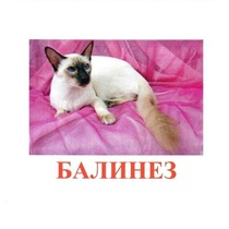 Карточки Домана "Породы кошек" - «globural.ru» - Сочи