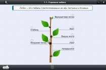 Интерактивные курсы. Биология 6 класс. Расширенный - «globural.ru» - Сочи