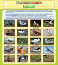 Стенд "Красная книга - птицы" - «globural.ru» - Сочи