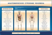 Электрифицированный стенд-тренажер c макетом скелета "Анатомическое строение человека" - «globural.ru» - Сочи