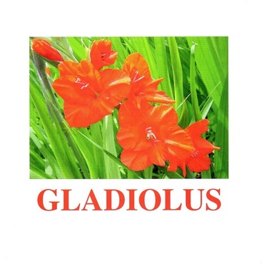 "Flowers-1" ("Цветы-1") английские карточки Домана - «globural.ru» - Сочи