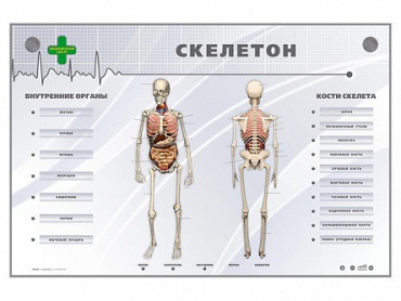 Электрифицированный стенд-тренажер "Скелетон" - «globural.ru» - Сочи