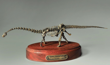 Модель скелета динозавра Diplodocus  (вариант 2) - «globural.ru» - Сочи