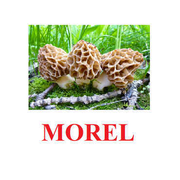 "Mushrooms" ("Грибы") английские карточки Домана - «globural.ru» - Сочи