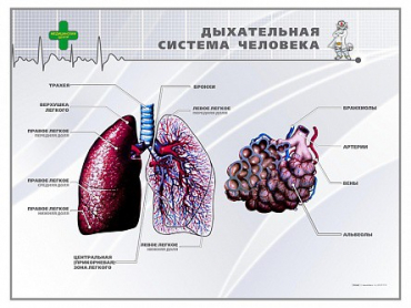 Стенд "Дыхательная система человека" - «globural.ru» - Сочи