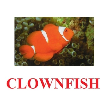 "Fish" ("Рыбы") английские карточки Домана - «globural.ru» - Сочи