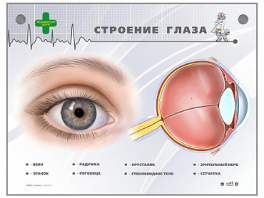 Интерактивный стенд "Строение глаза" - «globural.ru» - Сочи
