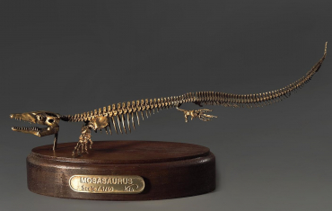 Модель скелета мозазавра Mosasaurus - «globural.ru» - Сочи