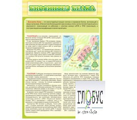Стенд "Биосинтез белка" - «globural.ru» - Сочи
